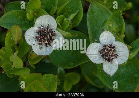 Dwarf Cornel (Cornus suecica) croissant dans des bois humides, Hilmo Norvège Banque D'Images