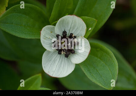 Dwarf Cornel (Cornus suecica) croissant dans des bois humides, Hilmo Norvège Banque D'Images