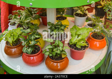 Certains petite plante en pot colorés isolé sur tableau blanc pour la vente. Banque D'Images