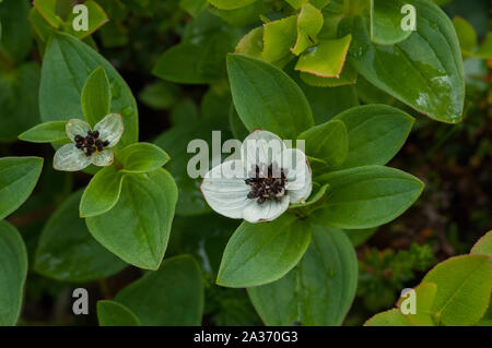 Dwarf Cornel (Cornus suecica) croissant dans des bois humides, Hilmo Norvège Banque D'Images
