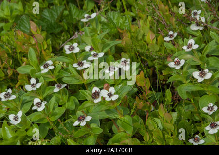 Dwarf Cornel (Cornus suecica) croissant dans des bois humides, Hilmo Norvège Banque D'Images