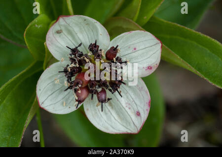 Dwarf Cornel (Cornus suecica) croissant dans des bois humides, Hilmo Norvège Banque D'Images