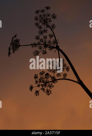 Cow Parsley (Anthriscus sylvestris) seedhead silhouetté contre le ciel, Dumfries, Ecosse SW Banque D'Images