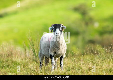 Swaledale, brebis, moutons femelles avec cornes bouclés en automne, se tenait dans la lande de l'habitat. Face à l'avant. Close up. Floue, nettoyer l'arrière-plan. Paysage Banque D'Images