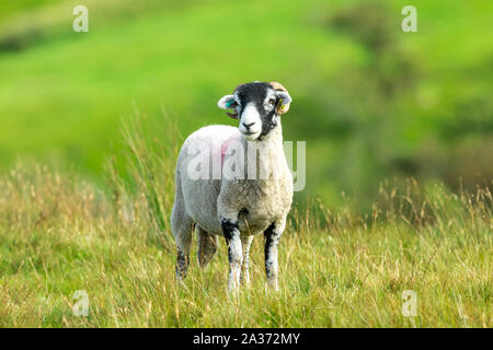 Swaledale, brebis, moutons femelles avec cornes bouclés en automne, se tenait dans la lande de l'habitat. Face à l'avant. Close up. Floue, nettoyer l'arrière-plan. Paysage Banque D'Images