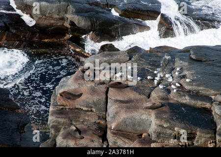 Kangaroo Island Australie, vue aérienne des otaries et des mouettes sur les falaises à marée Banque D'Images