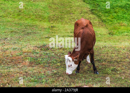 Close-up de veau blanc et brun le pâturage dans le pré vert champ. L'élevage du bétail, l'élevage, la production de lait et de viande concept. Banque D'Images