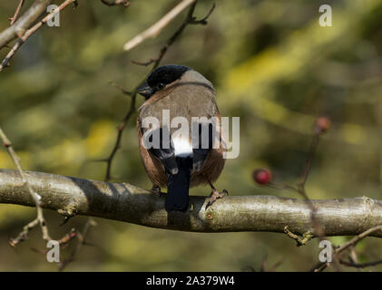 La photo en gros plan d'une femelle Canard colvert (Pyrrhula pyrrhula) assis sur une branche. Banque D'Images