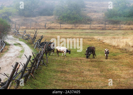 Troupeau de vaches dans le champ, un vaste paysage avec vaches laitières du sur un jour d'automne dans la haute montagne avec la brume de nuages. Banque D'Images
