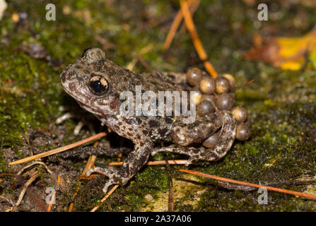 Crapaud commun mâle sage-femme (Alytes obstetricans) transportant ses oeufs dans le sud du Yorkshire en Angleterre. Banque D'Images