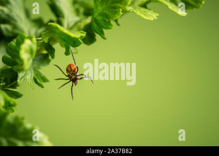 Tique d'accroche sur une feuille. Fond vert. Lurking tique. Banque D'Images