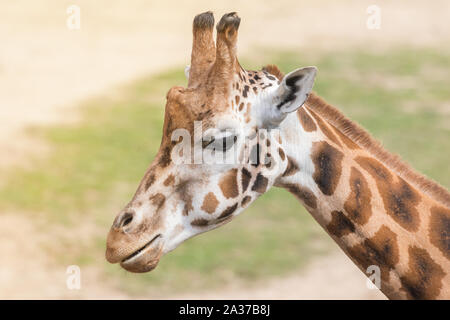 Vue latérale de la tête de girafe Rothschild libre. Banque D'Images