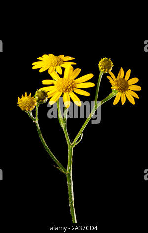 De latéral un pédoncule avec plusieurs fleurs de Saint James-wort (Latin : Senecio jacobaea) sur fond noir. Banque D'Images