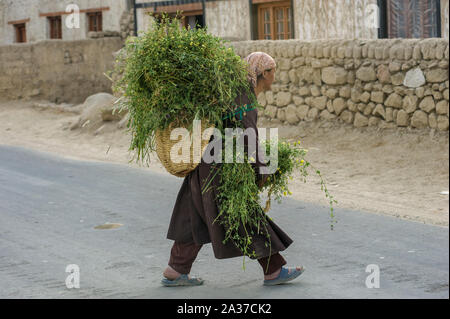 Leh, Jammu-et-Cachemire, l'Inde - 25 juillet 2011 : Tibetan Refugee à Leh campagne, autour de Thiksey Monastery, transportant des plantes sur panier Banque D'Images