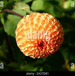 Floraison sphérique d'une Orange Dahlia. Banque D'Images