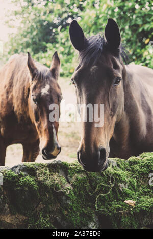 Deux beaux chevaux marron en close up debout dans la campagne dans un ancien haras de chevaux pur-sang pour chevaux de course. Banque D'Images