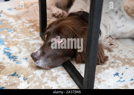 L'ennui d'un spaniel regarde son maître Banque D'Images