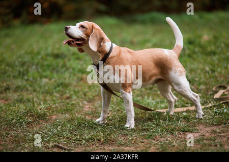 Chien Beagle avec queue jusqu'à son propriétaire en parc, côté pleine longueur voir photo Banque D'Images