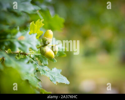 Gros plan de glands sur un chêne en uk avec arrière-plan flou Banque D'Images