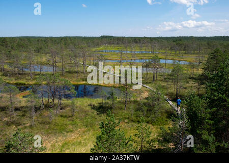 Vue aérienne de touristes en promenade à pied sur la tourbière Viru, le parc national de Lahemaa, Tartu, Estonie Comté Banque D'Images