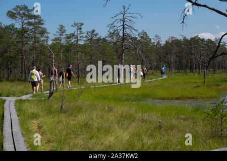 Les touristes en promenade à pied sur la tourbière de Viru, le parc national de Lahemaa, Tartu, Estonie Comté Banque D'Images