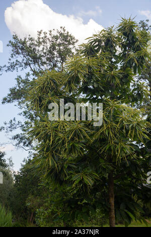 Arbre châtaignier (Castanea sativa), un essor des chaînes de fleurs minuscules Banque D'Images