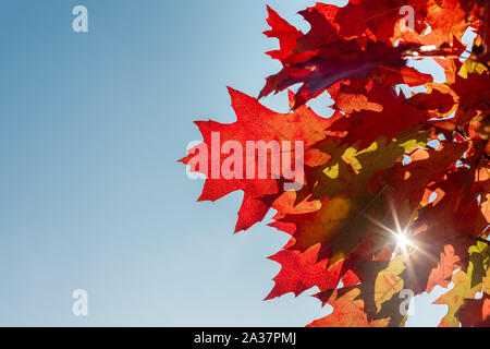 Feuilles de chêne rouge. Fond d'automne. Bien arrondi. Couleurs d'octobre. Fond bleu avec un élément rouge. Belle journée. L'Europe, Pologne Mazovie Banque D'Images