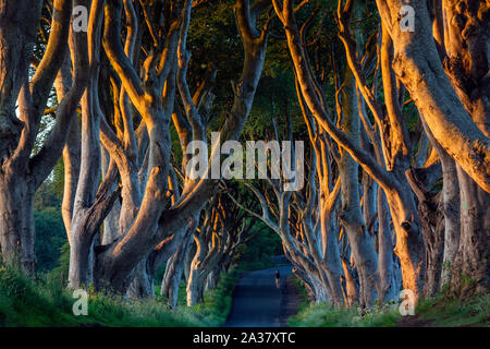 La lumière du soleil tôt le matin sur le 'Dark Hedges' - une allée de vieux arbres dans le comté d'Antrim en Irlande du Nord. Banque D'Images