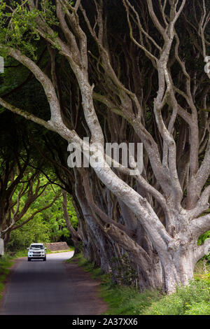 Le 'Dark Hedges' - une allée de vieux arbres dans le comté d'Antrim en Irlande du Nord. Banque D'Images