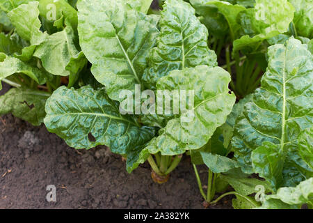 Betterave à sucre vert ou feuilles de betterave fourragère dans le domaine croissant sur les chambres, les frais généraux vue ci-dessus, l'agriculture, gros plan backgrownd, développer votre propre concept Banque D'Images