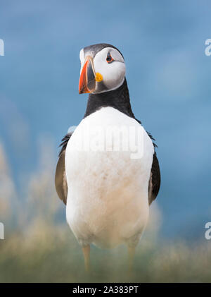 Un portrait d'un macareux moine assis sur les falaises sur Northumberland îles Farne Banque D'Images