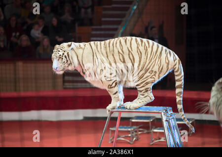 Tigre blanc à rayures effectue dans le cirque sur l'arrière-plan flou de spectateurs. Banque D'Images