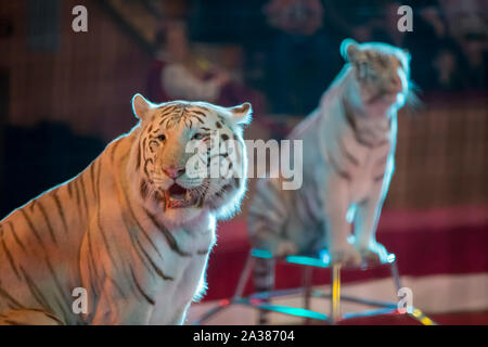 Tigre blanc effectue dans le cirque. Banque D'Images