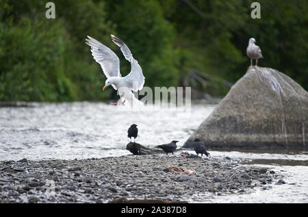 Position artistique d'une aile d'un mouette qui atterrit sur du gravier dans la rivière Anchor, une autre observation des mouettes. Banque D'Images