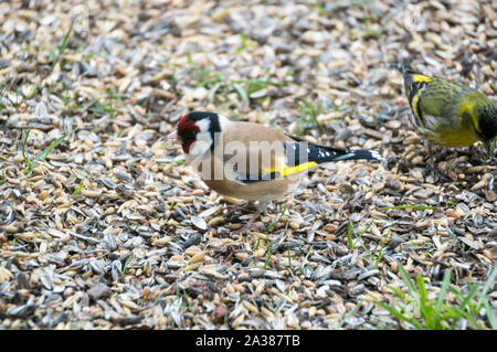 Chardonneret élégant au rez-de-grain manger Carduelis carduelis Banque D'Images