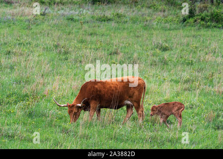 Longhorn veau à la Wichita Mountains National Wildlife Refuge près de Lawton, Oklahoma Banque D'Images