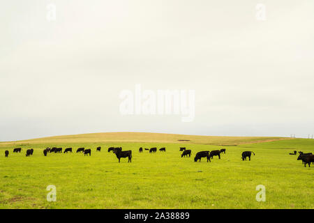 Black Angus le pâturage du bétail dans le Kansas de Flint Hills Banque D'Images