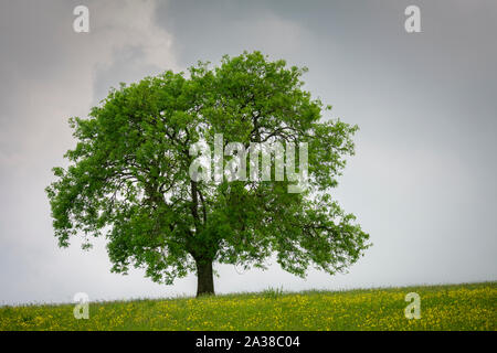 Un frêne (Fraxinus excelsior) dans un pré au début du printemps à Deerleap dans dans les collines de Mendip, Somerset, Angleterre. Banque D'Images