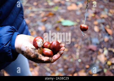 Jouer a des jeux traditionnels de conkers dans un boisé au Royaume-Uni. Banque D'Images