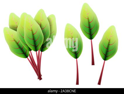 Feuilles de bette à carde fraîche. 3D réaliste vector set feuilles de betterave. Arôme sain. Isolé sur fond blanc. Les herbes et épices de cuisine. Vector Illustration de Vecteur