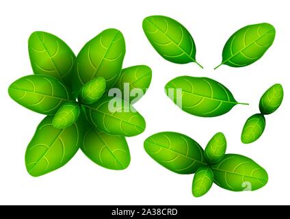 Feuilles de basilic frais. 3D réaliste vector set de feuilles de basilic. Arôme sain. Isolé sur fond blanc. Les herbes et épices de cuisine. Vector Illustration de Vecteur