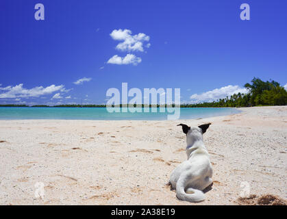 Un chien se repose sur une plage de sable à proximité d'un lagon tropical entouré de palmiers sur une île Banque D'Images