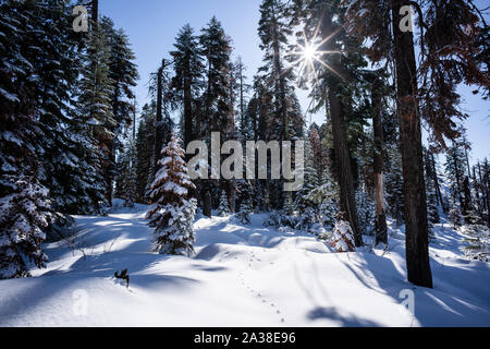 Des pistes d'animaux à travers forêt de pins enneigés, Sequoia National Park, California, United States Banque D'Images