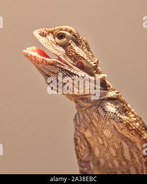 Portrait d'un jeune dragon barbu central avec une bouche ouverte Banque D'Images