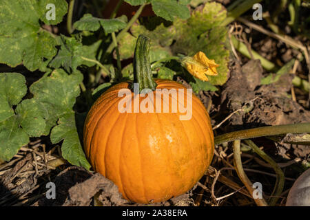 Citrouille orange vif se trouve dans citrouille en attente d'être choisi pour décoration d'Halloween. Banque D'Images