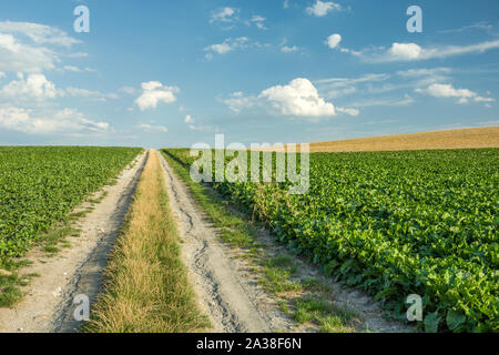 Un chemin de terre à travers un champ de betteraves vert. Banque D'Images