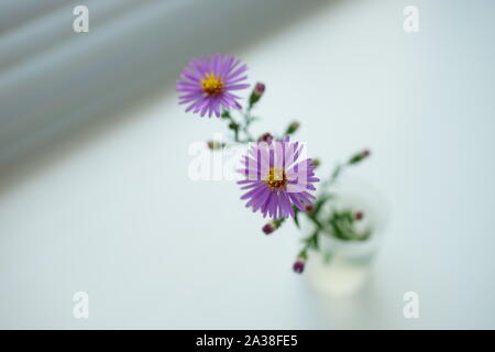 Deux peu délicate fleur pourpre dans un vase sur la lumière floue prix Banque D'Images