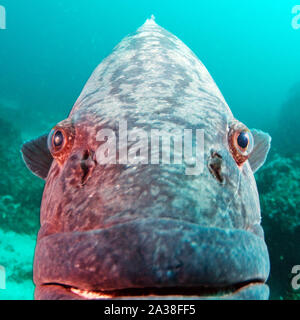 Extreme close-up d'un groupeur de pommes de terre, poisson sous l'eau au Mozambique Banque D'Images