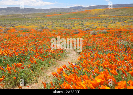 Sentier à travers un coquelicot prairie, Antelope Valley California Poppy Réserver État réserve, California, United States Banque D'Images