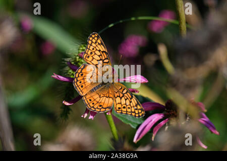 Euptoieta Claudia ou variegated fritillary sur l'échinacée. C'est un papillon d'Amérique du Nord et du sud de la famille des Nymphalidae. Banque D'Images